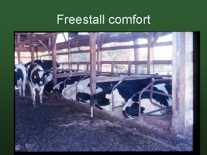 Freestall comfort 