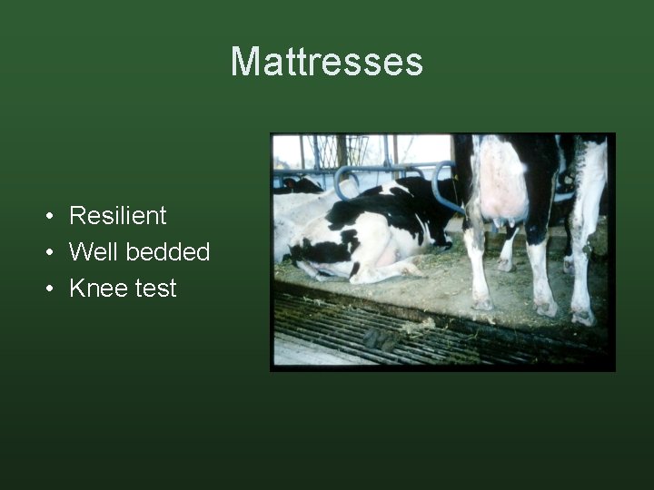Mattresses • Resilient • Well bedded • Knee test 