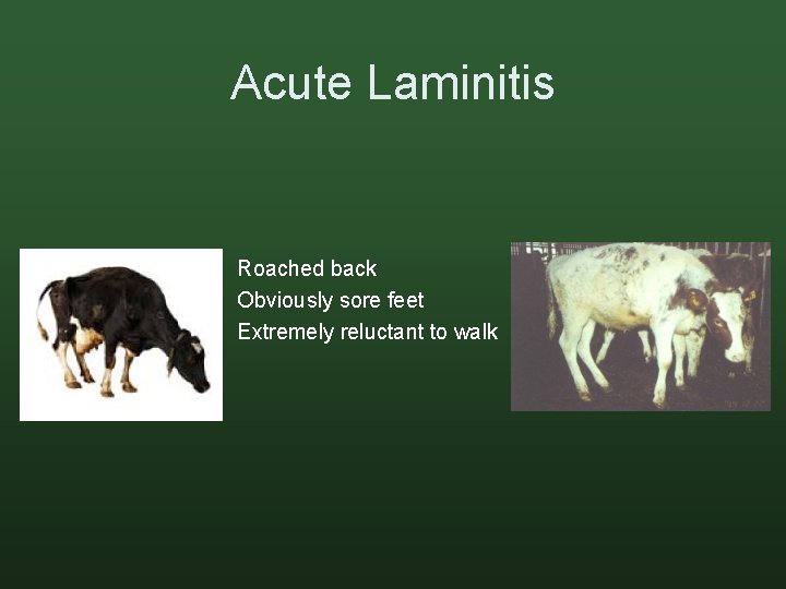 Acute Laminitis Roached back Obviously sore feet Extremely reluctant to walk 