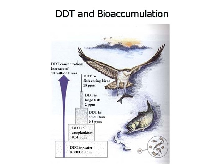 DDT and Bioaccumulation 