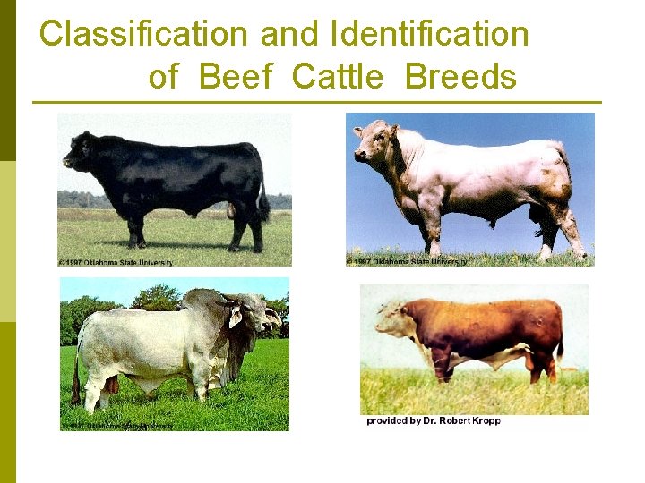 Classification and Identification of Beef Cattle Breeds 