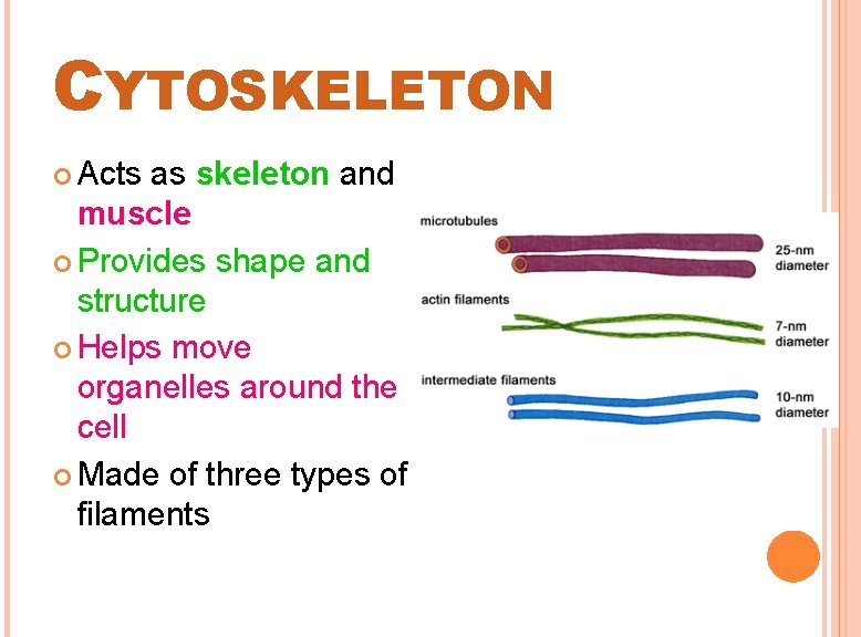 CYTOSKELETON Acts as skeleton and muscle Provides shape and structure Helps move organelles around