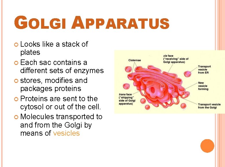 GOLGI APPARATUS Looks like a stack of plates Each sac contains a different sets