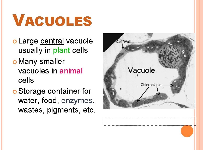 VACUOLES Large central vacuole usually in plant cells Many smaller vacuoles in animal cells
