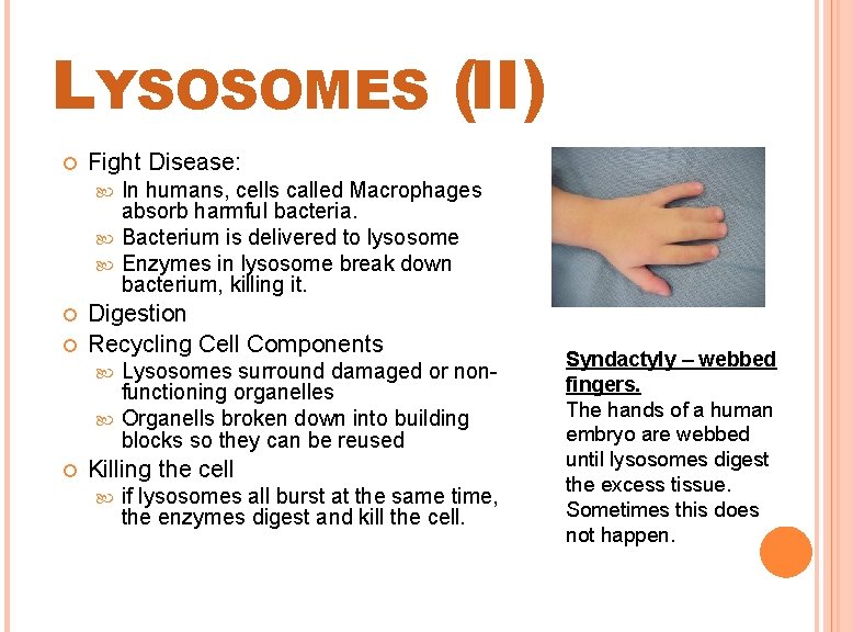 LYSOSOMES (II) Fight Disease: In humans, cells called Macrophages absorb harmful bacteria. Bacterium is