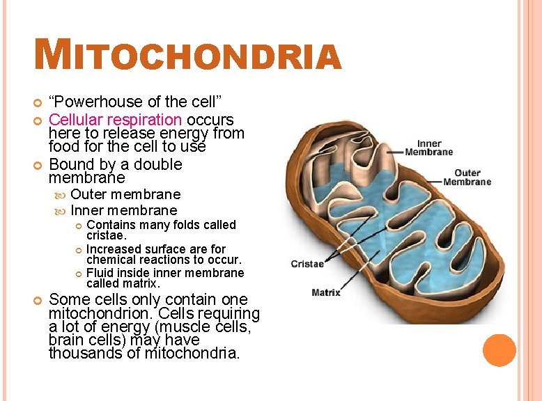 MITOCHONDRIA “Powerhouse of the cell” Cellular respiration occurs here to release energy from food