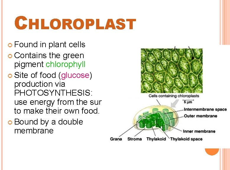 CHLOROPLAST Found in plant cells Contains the green pigment chlorophyll Site of food (glucose)