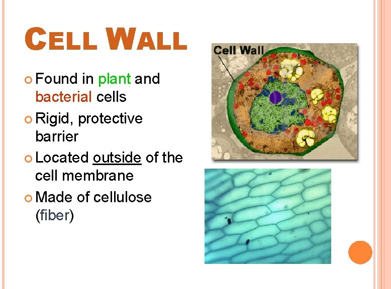 CELL WALL Found in plant and bacterial cells Rigid, protective barrier Located outside of