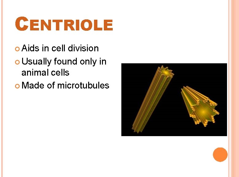 CENTRIOLE Aids in cell division Usually found only in animal cells Made of microtubules