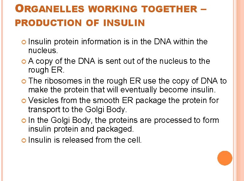 ORGANELLES WORKING TOGETHER – PRODUCTION OF INSULIN Insulin protein information is in the DNA