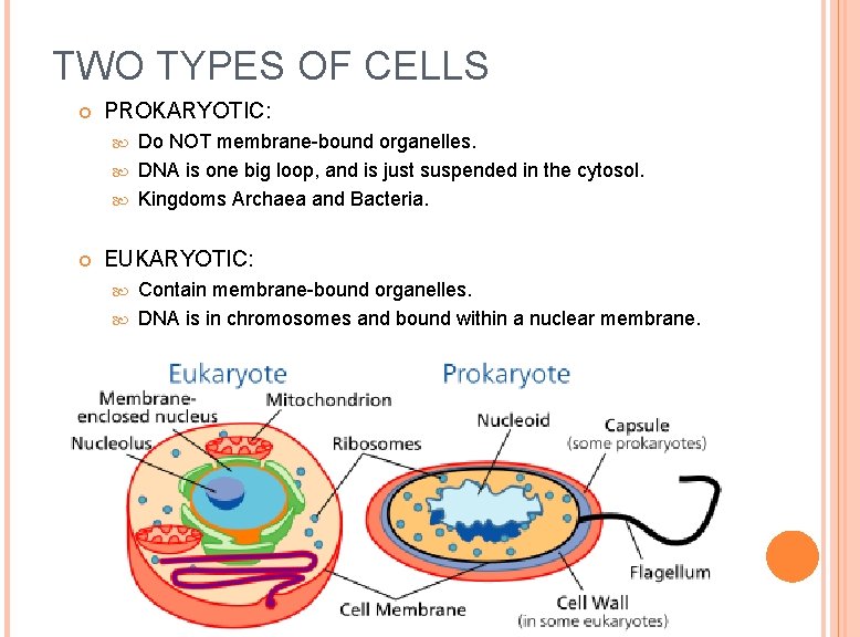 TWO TYPES OF CELLS PROKARYOTIC: Do NOT membrane-bound organelles. DNA is one big loop,