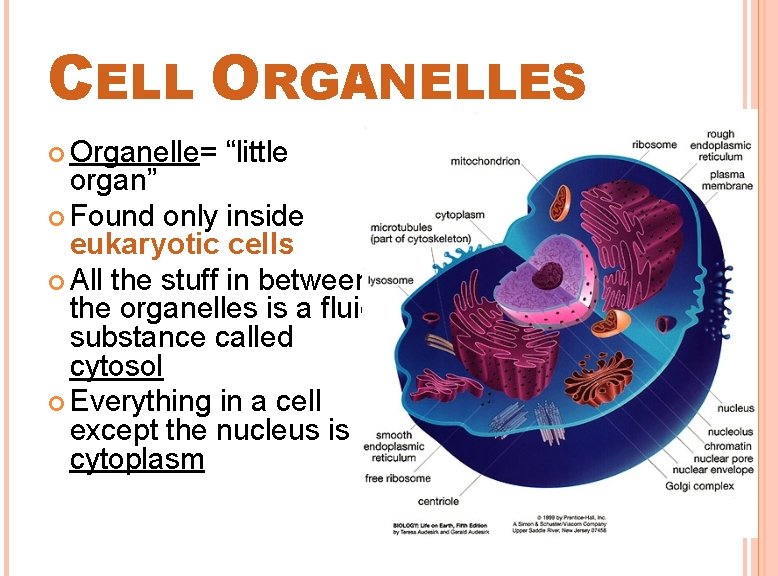 CELL ORGANELLES Organelle= “little organ” Found only inside eukaryotic cells All the stuff in