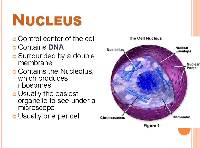 NUCLEUS Control center of the cell Contains DNA Surrounded by a double membrane Contains