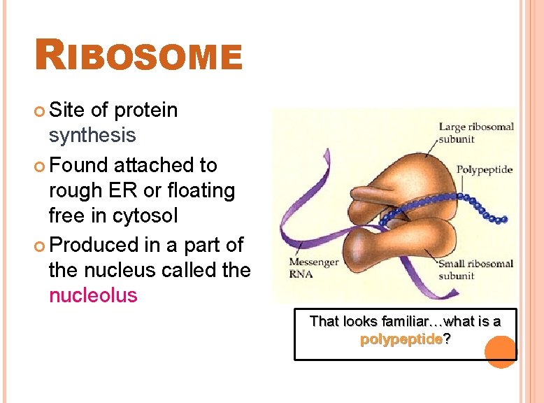 RIBOSOME Site of protein synthesis Found attached to rough ER or floating free in