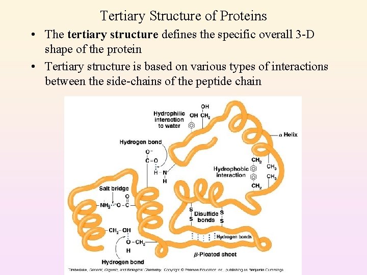 Tertiary Structure of Proteins • The tertiary structure defines the specific overall 3 -D