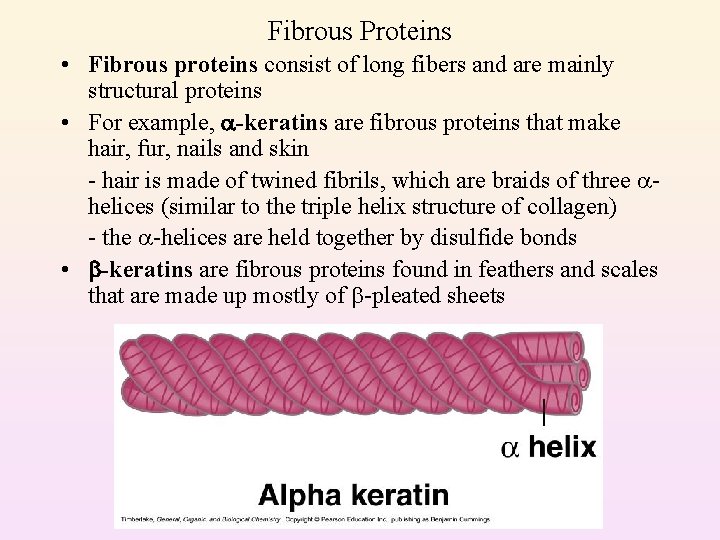 Fibrous Proteins • Fibrous proteins consist of long fibers and are mainly structural proteins
