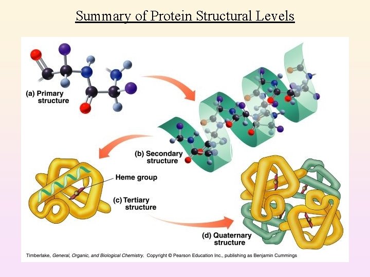 Summary of Protein Structural Levels 