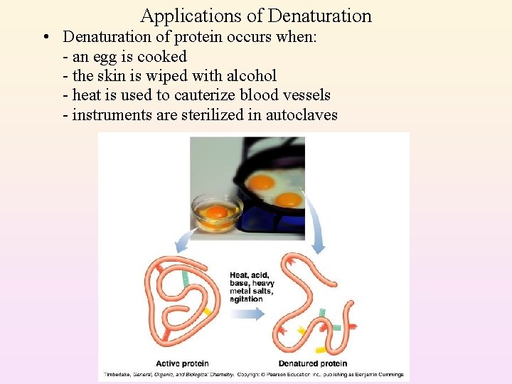 Applications of Denaturation • Denaturation of protein occurs when: - an egg is cooked