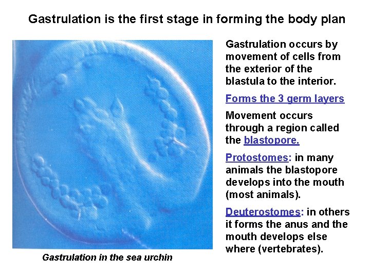 Gastrulation is the first stage in forming the body plan Gastrulation occurs by movement