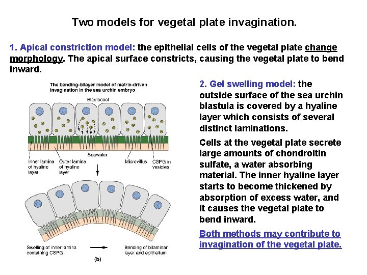 Two models for vegetal plate invagination. 1. Apical constriction model: the epithelial cells of