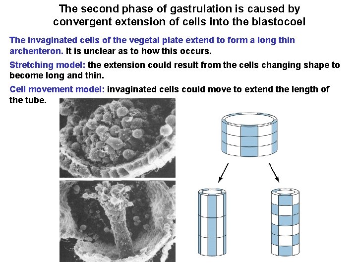 The second phase of gastrulation is caused by convergent extension of cells into the