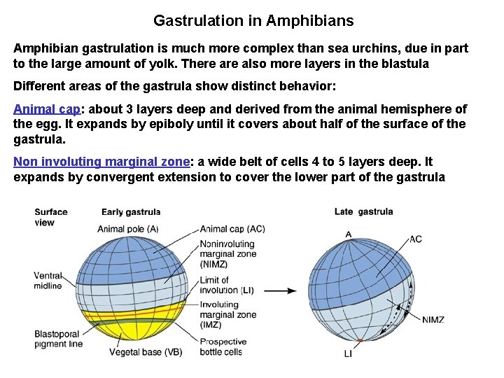 Gastrulation in Amphibians Amphibian gastrulation is much more complex than sea urchins, due in