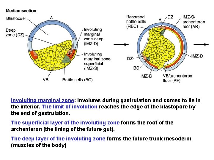 Involuting marginal zone: involutes during gastrulation and comes to lie in the interior. The