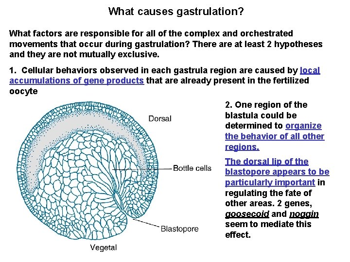 What causes gastrulation? What factors are responsible for all of the complex and orchestrated