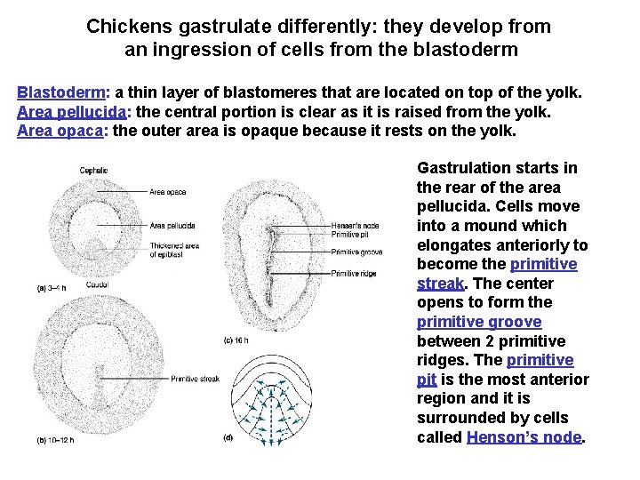 Chickens gastrulate differently: they develop from an ingression of cells from the blastoderm Blastoderm: