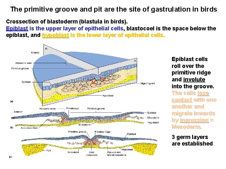 The primitive groove and pit are the site of gastrulation in birds Crossection of