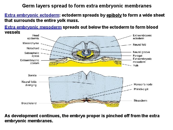 Germ layers spread to form extra embryonic membranes Extra embryonic ectoderm: ectoderm spreads by