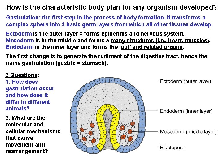 How is the characteristic body plan for any organism developed? Gastrulation: the first step