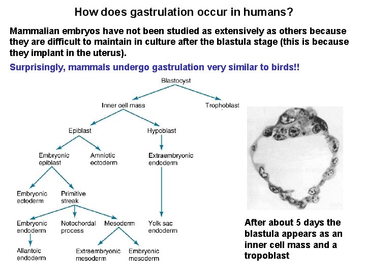 How does gastrulation occur in humans? Mammalian embryos have not been studied as extensively