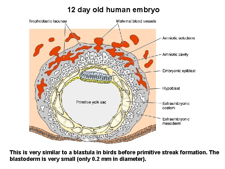 12 day old human embryo This is very similar to a blastula in birds