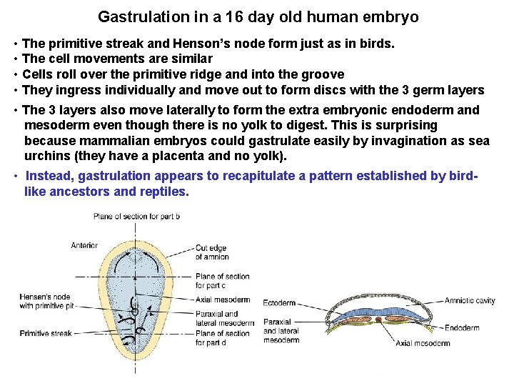Gastrulation in a 16 day old human embryo • The primitive streak and Henson’s