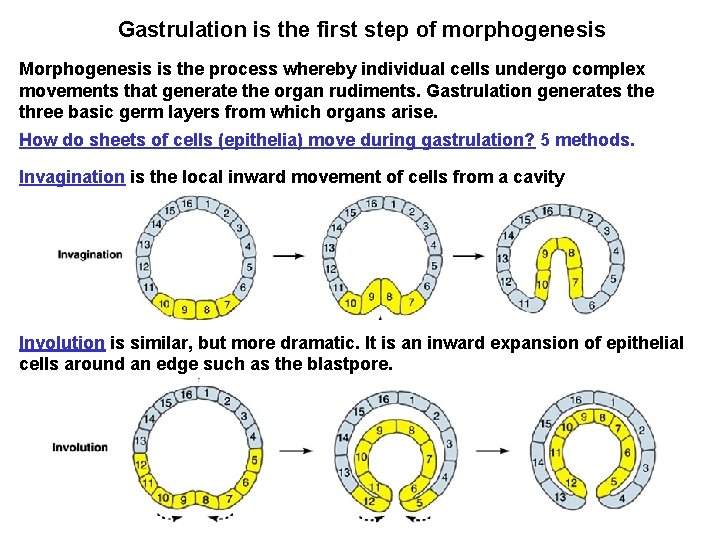 Gastrulation is the first step of morphogenesis Morphogenesis is the process whereby individual cells