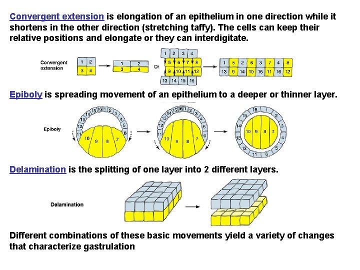 Convergent extension is elongation of an epithelium in one direction while it shortens in