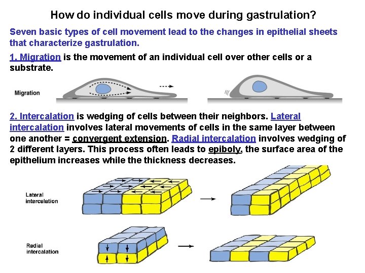 How do individual cells move during gastrulation? Seven basic types of cell movement lead