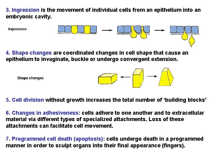 3. Ingression is the movement of individual cells from an epithelium into an embryonic