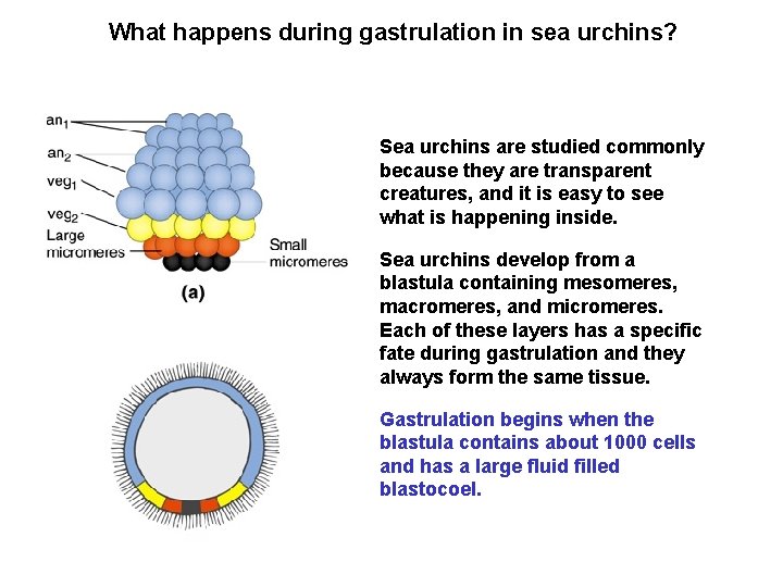 What happens during gastrulation in sea urchins? Sea urchins are studied commonly because they