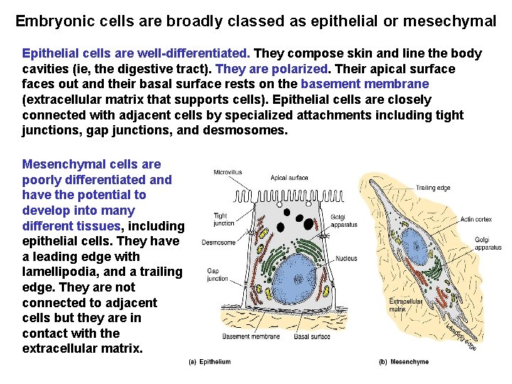 Embryonic cells are broadly classed as epithelial or mesechymal Epithelial cells are well-differentiated. They
