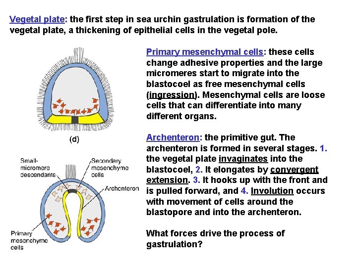 Vegetal plate: the first step in sea urchin gastrulation is formation of the vegetal