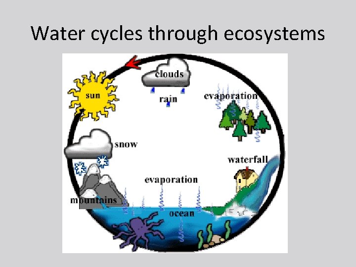 Water cycles through ecosystems 