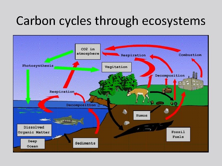 Carbon cycles through ecosystems 