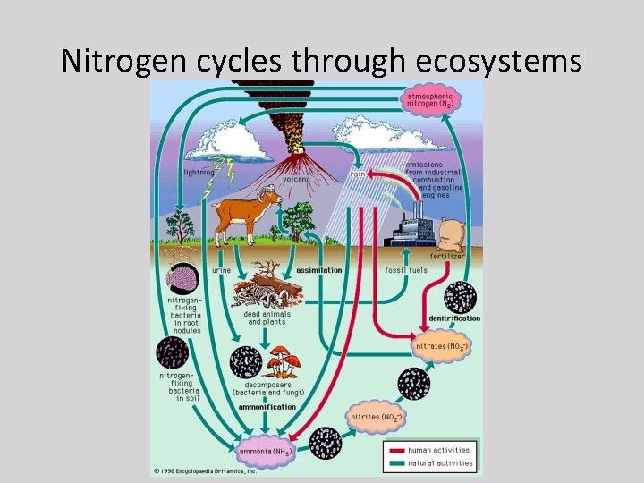 Nitrogen cycles through ecosystems 