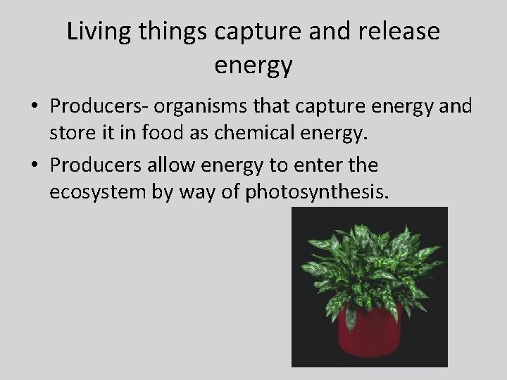 Living things capture and release energy • Producers- organisms that capture energy and store