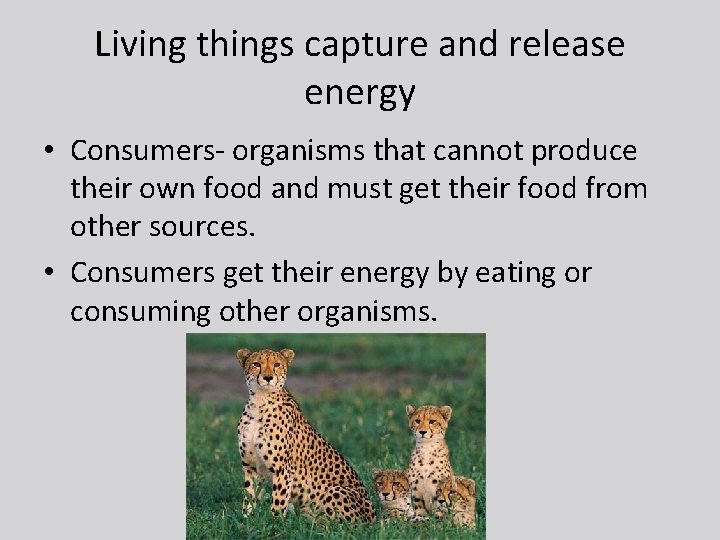 Living things capture and release energy • Consumers- organisms that cannot produce their own