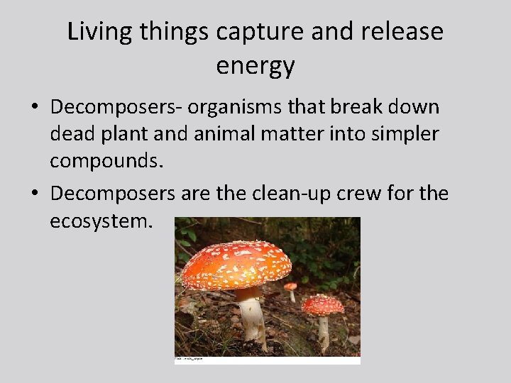 Living things capture and release energy • Decomposers- organisms that break down dead plant