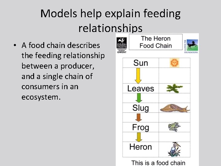 Models help explain feeding relationships • A food chain describes the feeding relationship between