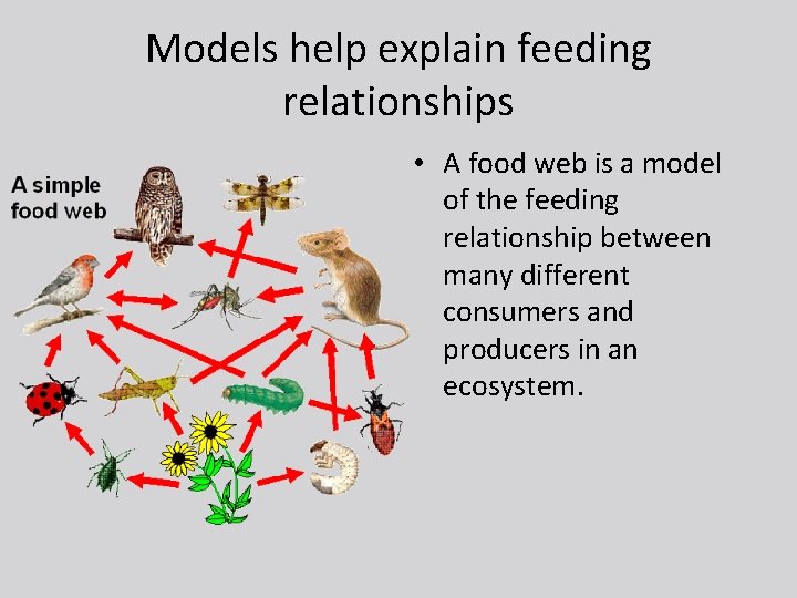 Models help explain feeding relationships • A food web is a model of the